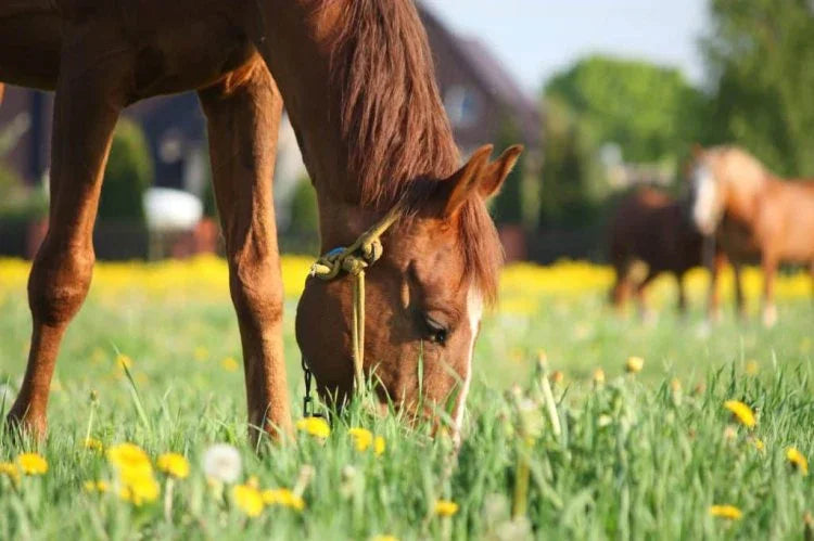 Top tips for dealing with spring grass and horses